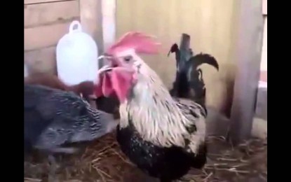 Funny Death Metal Rooster