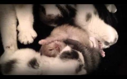 SMILE EMPTY SOUL – ‘Chemicals’ cute kitten video