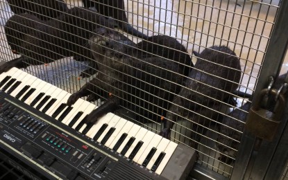 Asian Small-Clawed Otters on Keyboards…