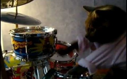 Best drummer cat ever!