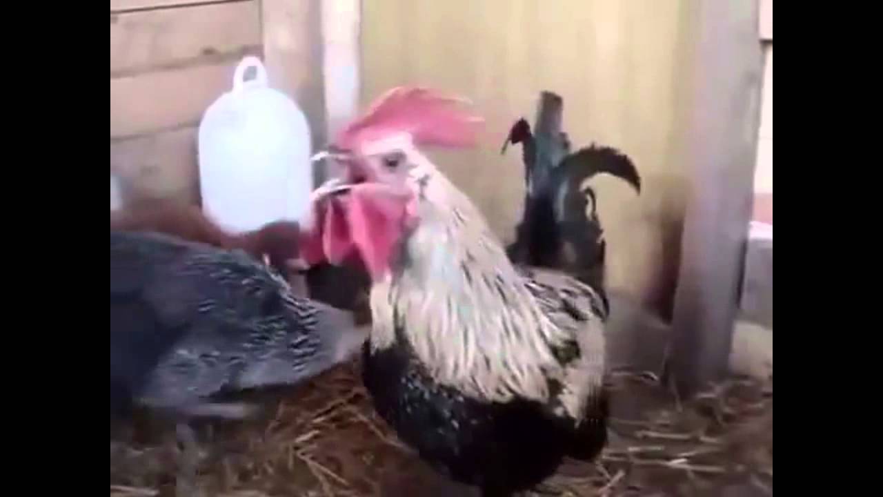 Funny Death Metal Rooster
