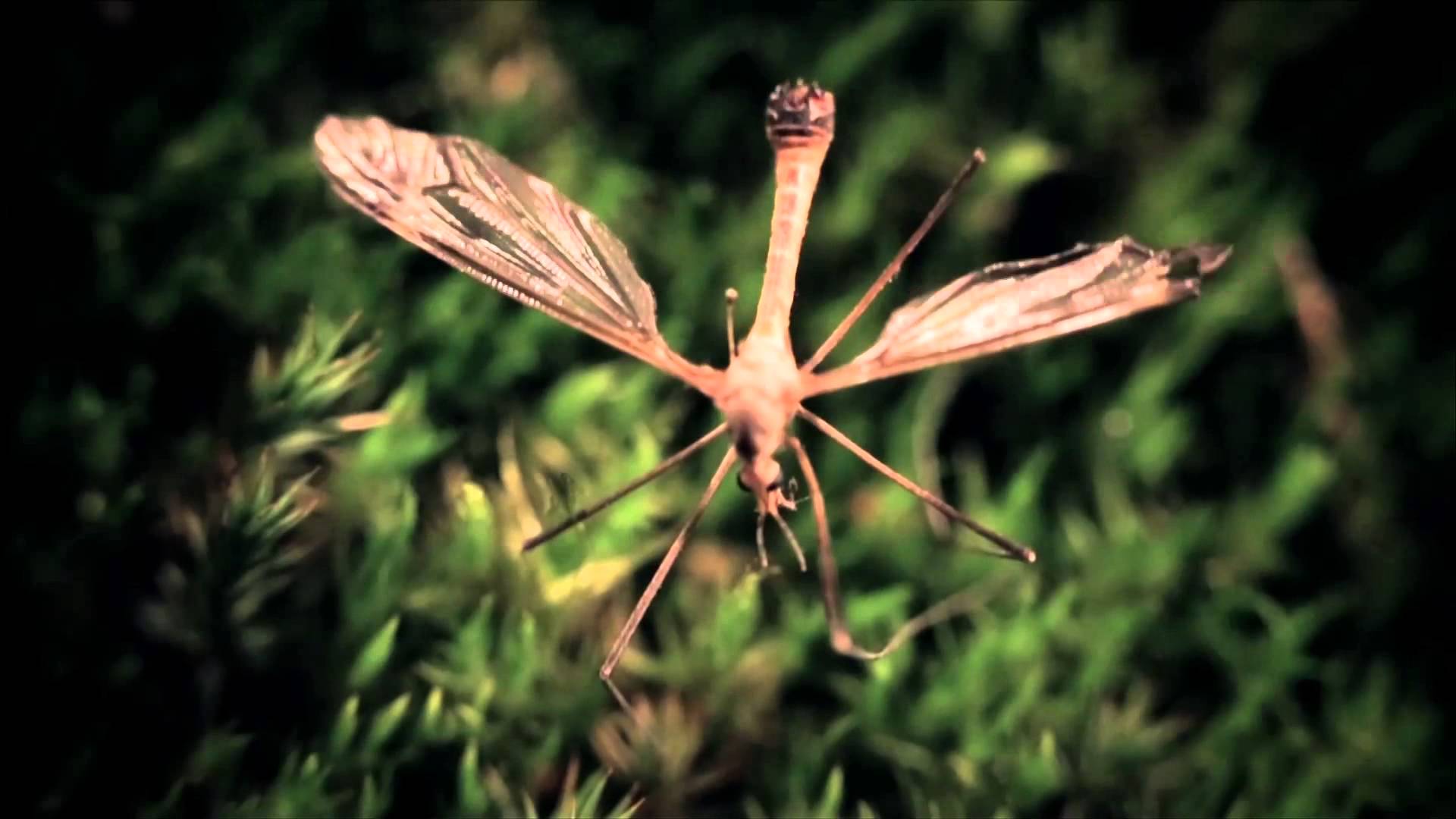 FATES WARNING – ‘Firefly’ Official Video from their album, ‘Darkness In A Different Light’