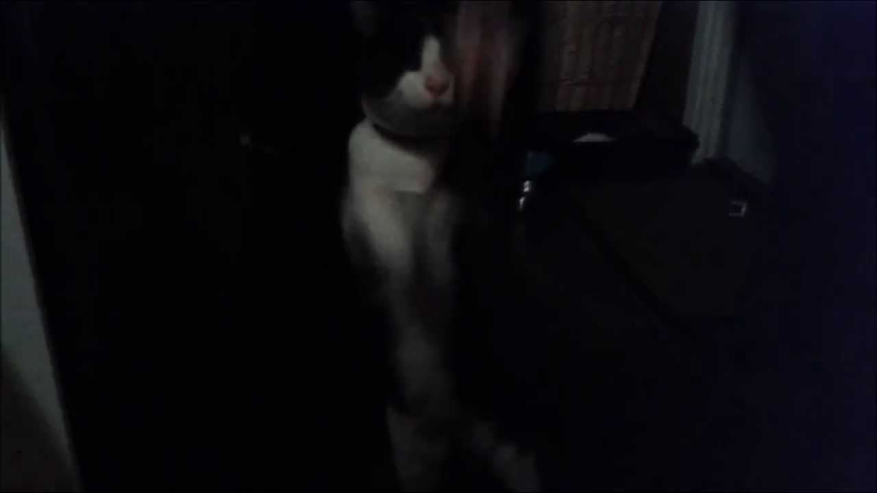 Cat moshes to Slayer!