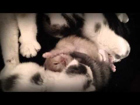 SMILE EMPTY SOUL – ‘Chemicals’ cute kitten video