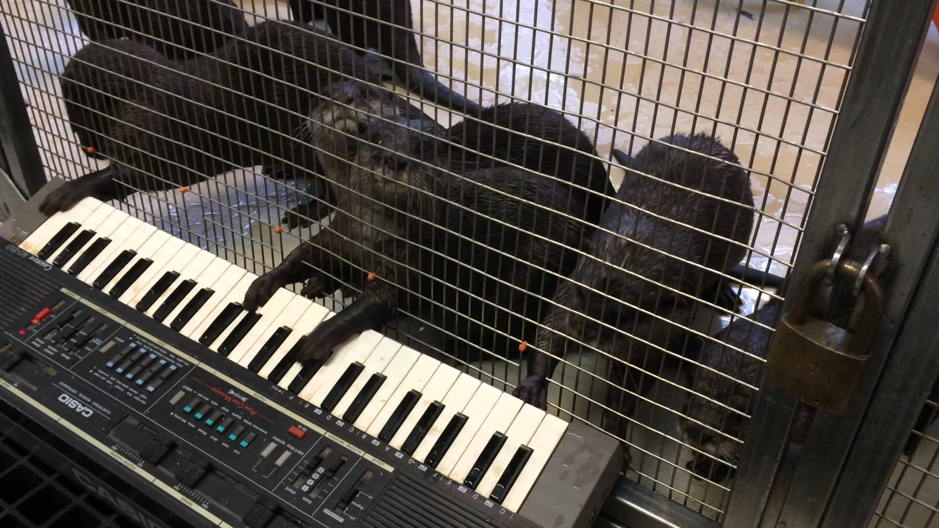 Asian Small-Clawed Otters on Keyboards…