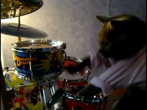 Best drummer cat ever!