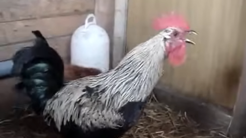 Death Metal Rooster