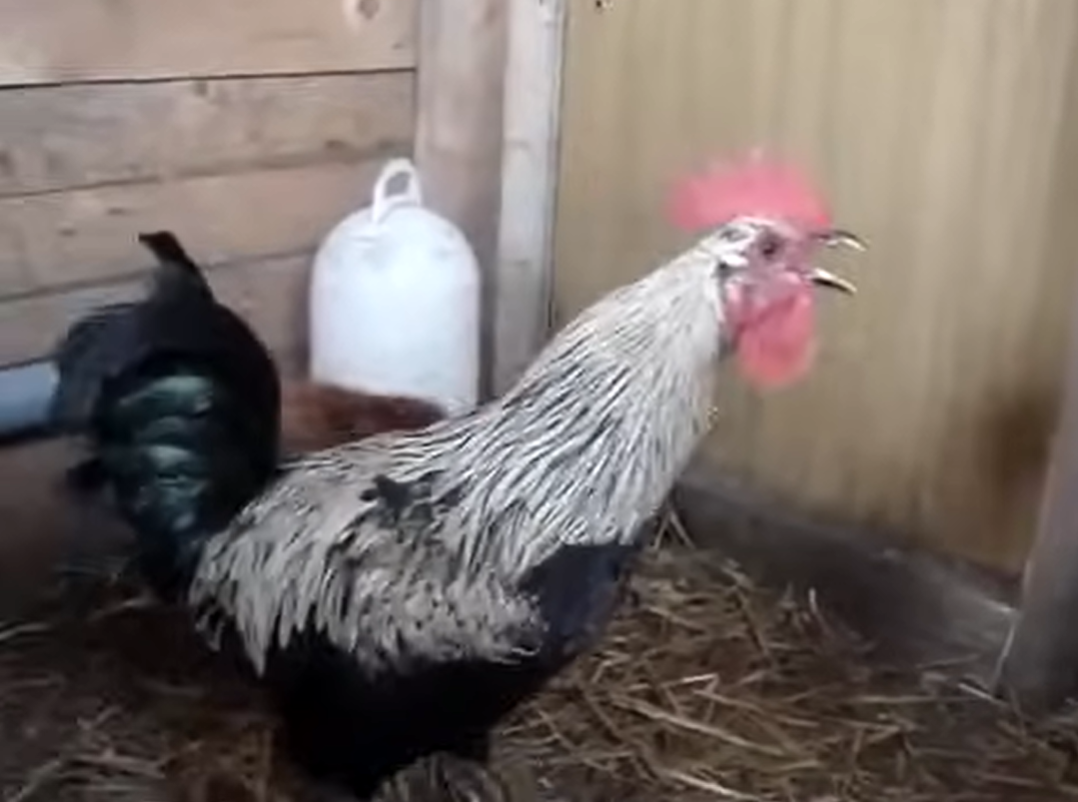 Death Metal Rooster